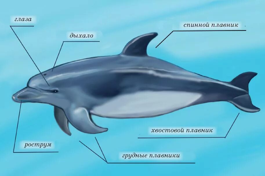 Физиологические признаки синего кита. Дельфин Афалина строение. Строение дельфина Афалина. Внешнее строение дельфина Афалина. Черноморская Афалина (внешнее строение).