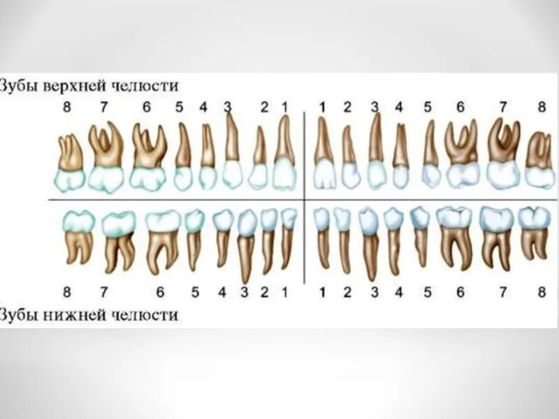 Верхние и нижние каналы. Корни зубов человека нижней челюсти. Анатомия челюсти и зубов верхней нижней челюсти.