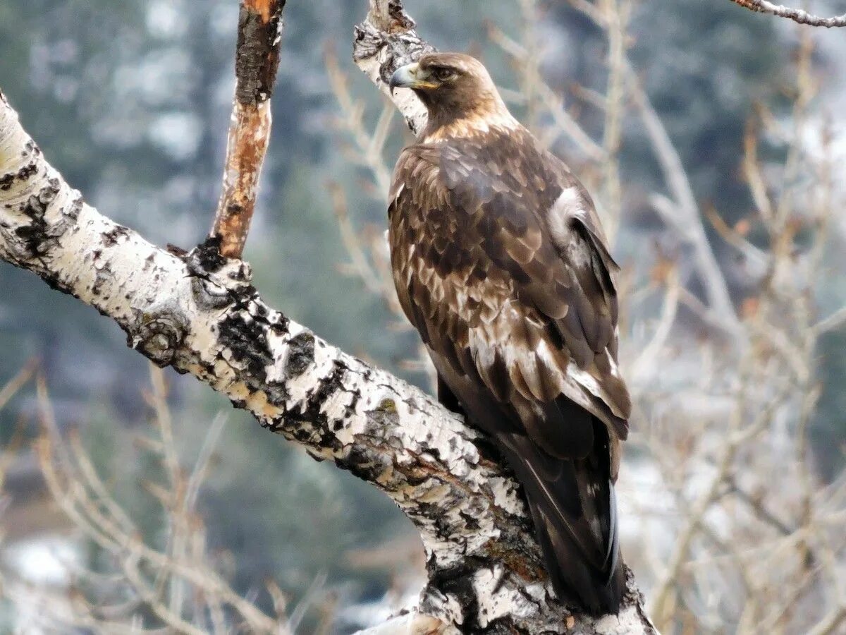 Птица беркут халзан. Беркут дерево. Беркут aquila chrysaetos. Восточно сибирский беркут. Орел беркут.