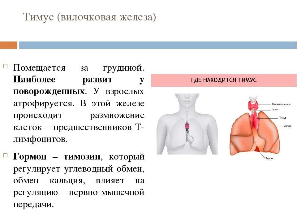 Иммунный орган тимус. Функции вилочковой железы у детей. Вилочковая железа тимус регулирует. Вилочковая железа топография. Вилочковая железа (тимус). У детей.