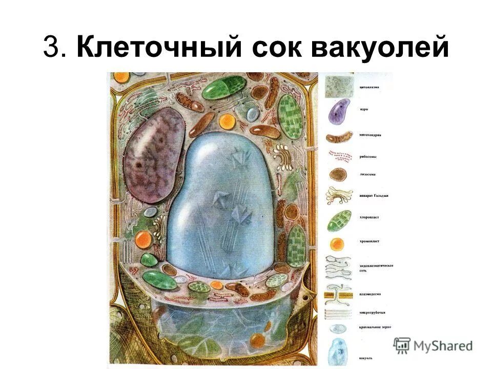 клеточный сок растений функции. содержимое клеточного сока. вакуолей с клеточным соком. содержимое клеточного сока. вещества клеточного сока.