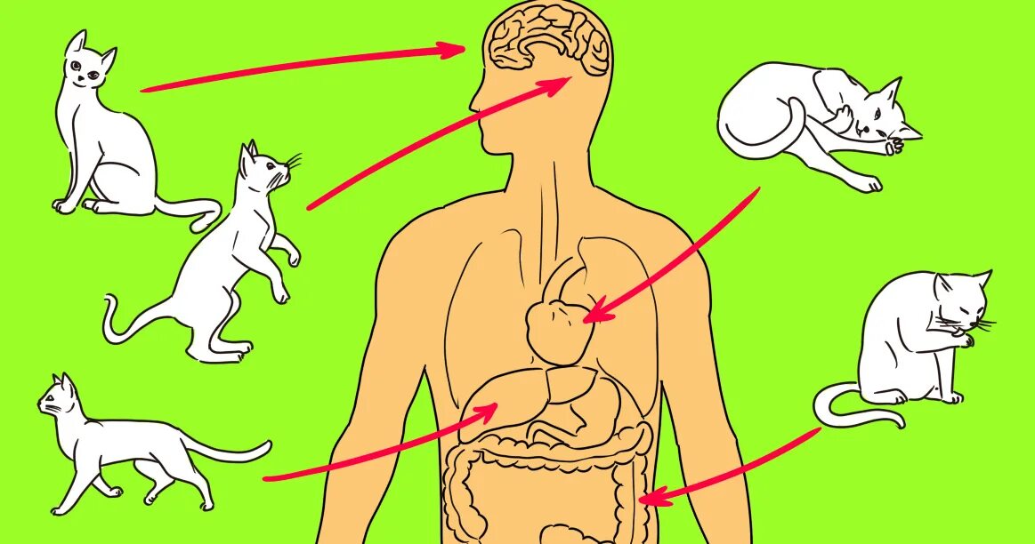 Влияние кошек на организм человека. Кошка лечит человека. Терапия котами. Как коты лечат людей. Кошки способны