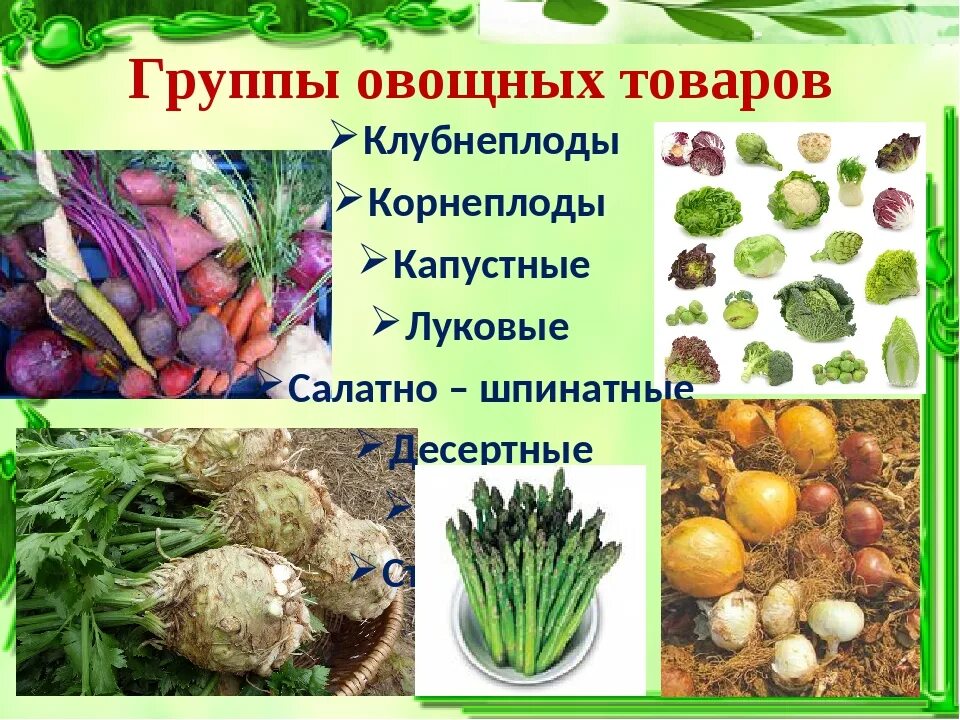 Таблица корнеплоды и клубнеплоды. Корнеплоды названия. Классификация корнеплодов. Плодовые корнеплоды. Список овощных растений