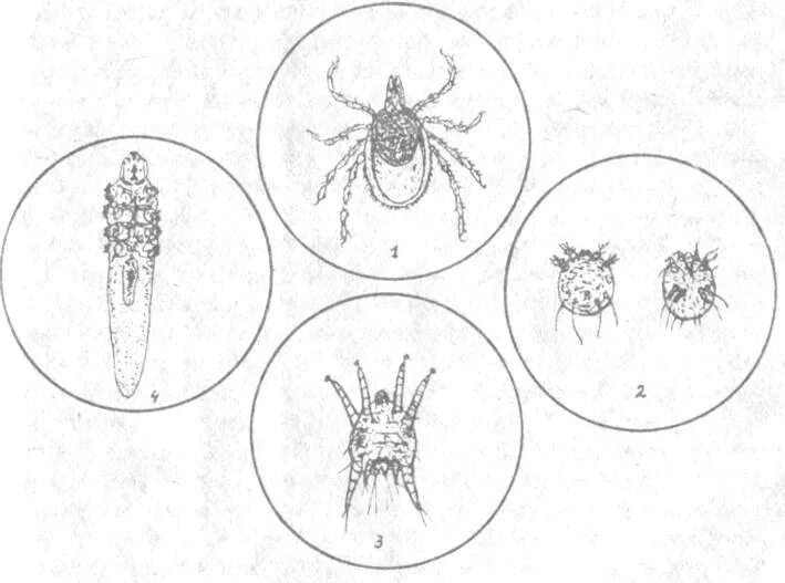 Жизненный цикл иксодового клеща. Цикл развития иксодового клеща. Иксодовые и гамазовые клещи. Гамазовые клещи жизненный цикл.