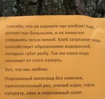 Почему нельзя кормить уток хлебом и булкой
