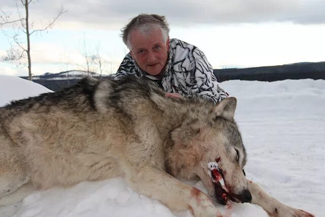 Самой большой волк в мире. Полярный волк вес 120 кг. Самый огромный волк в мире.