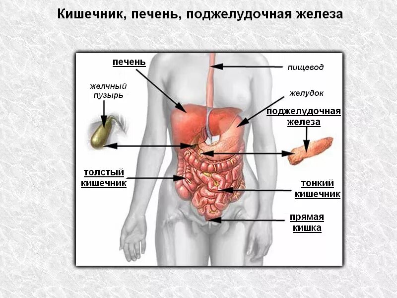 Желчный пузырь на теле