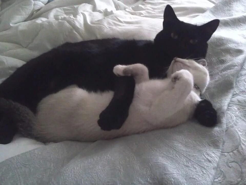 Черный и белый котик обнимаются. Черная и белая кошка обнимаются. Белый и черный котики любовь. Котики обнимаются. Муж кису