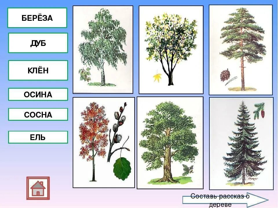 Дерево окружающий. Береза дуб рябина Тополь клен ель сосна. Ель береза сосна клен это. Лиственные деревья клен дуб береза. Ель береза осина клен дуб.