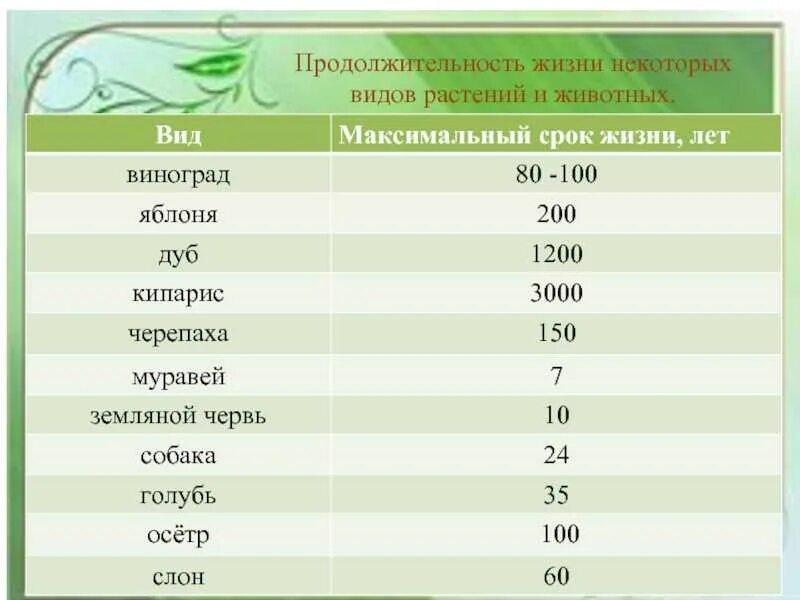 Сколько лет живут деревья таблица