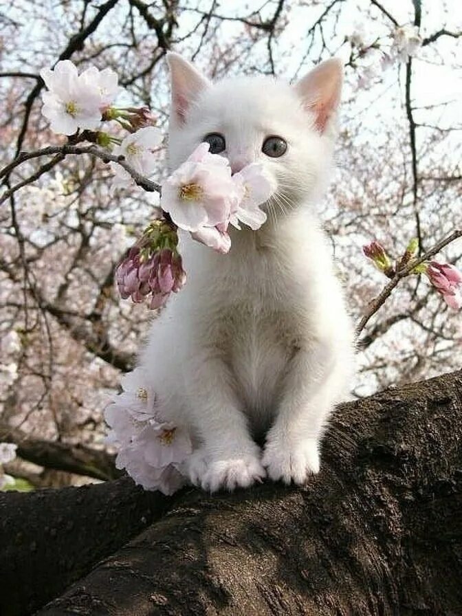 Доброе утро апрель кот. Котик с цветочком.