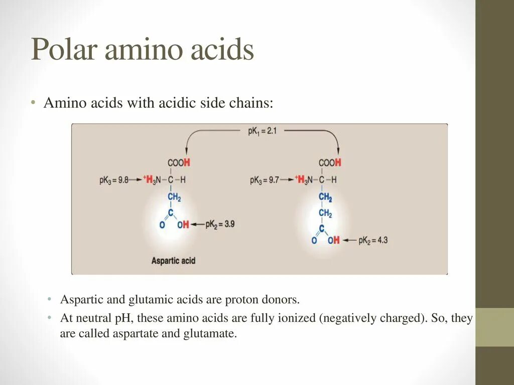 Non Polar Amino acids. Polar Amino acids. Amino acids with Basic Side Chains. Amino acids ionization.