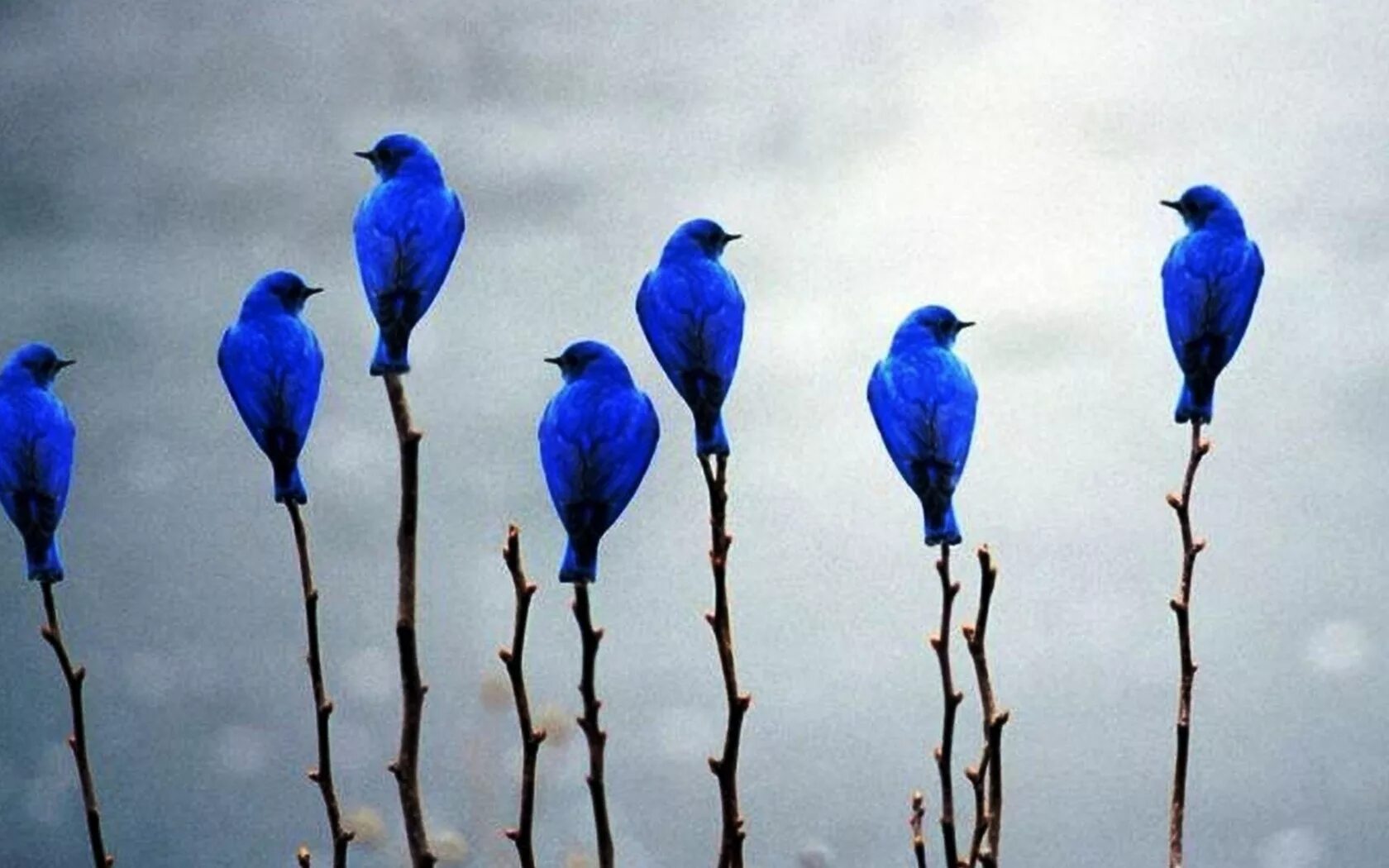 Синяя птица апрель. Лазоревая птица Грандала. Синяя птица орнитология. Синяя птичка. Птица цвета ультрамарин.