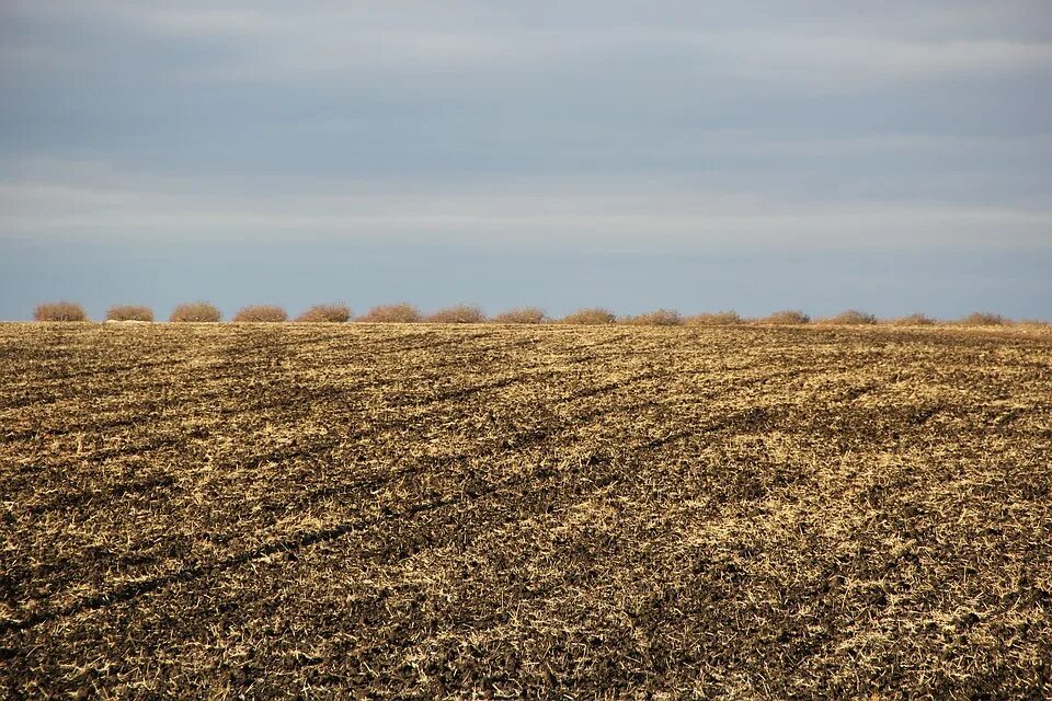1 га земли. 40 тысяч гектаров. поля с цветами в аннинском районе. гектар. 50 тыс га.
