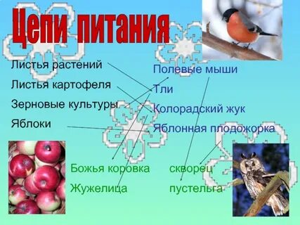 Пищевая цепь скворца