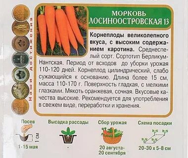 Характеристика моркови сорта