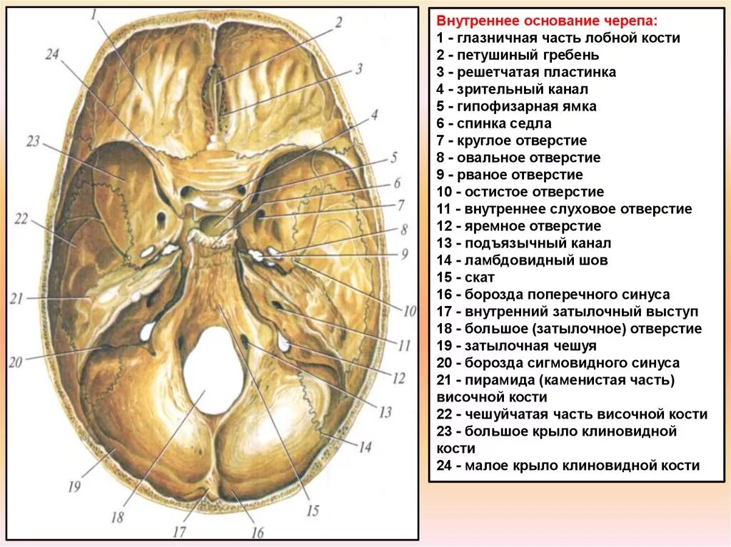 Наружное основание черепа строение анатомия. Внутреннее основание черепа анатомия. Черепные ямки внутреннего основания черепа. Внутренняя поверхность основания черепа анатомия. Внутренняя поверхность отверстия