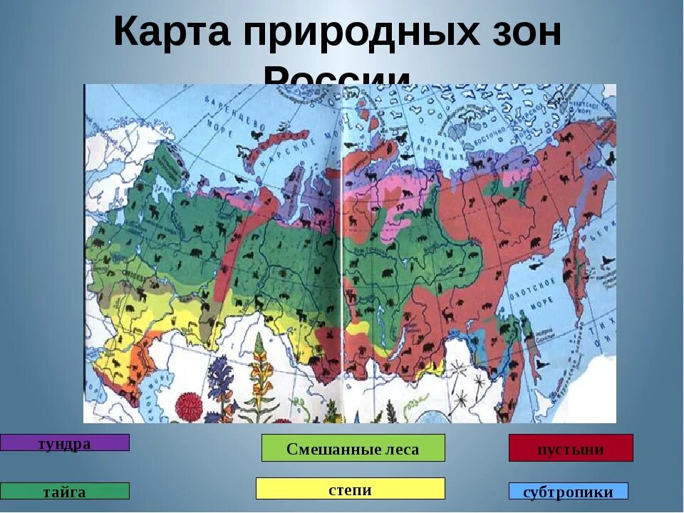 Карта природных зон тундра тайга. Карта природных зон России. Картрта природных зон России. Карта природных зон России 4 класс окружающий мир. Катра природных зон Росиии.