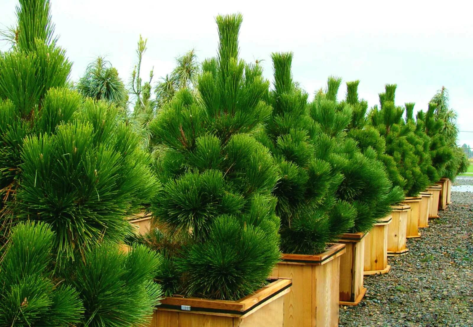 Хвойные цены. Сосна Тунберга. Pinus nigra. Сосна Тунберга (Pinus thunbergii Thunderhead. Pinus nigra Brepo.