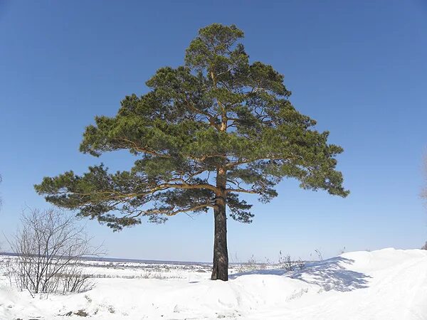 У отдельно стоящих деревьев ветви
