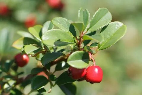 Lingonberry перевод