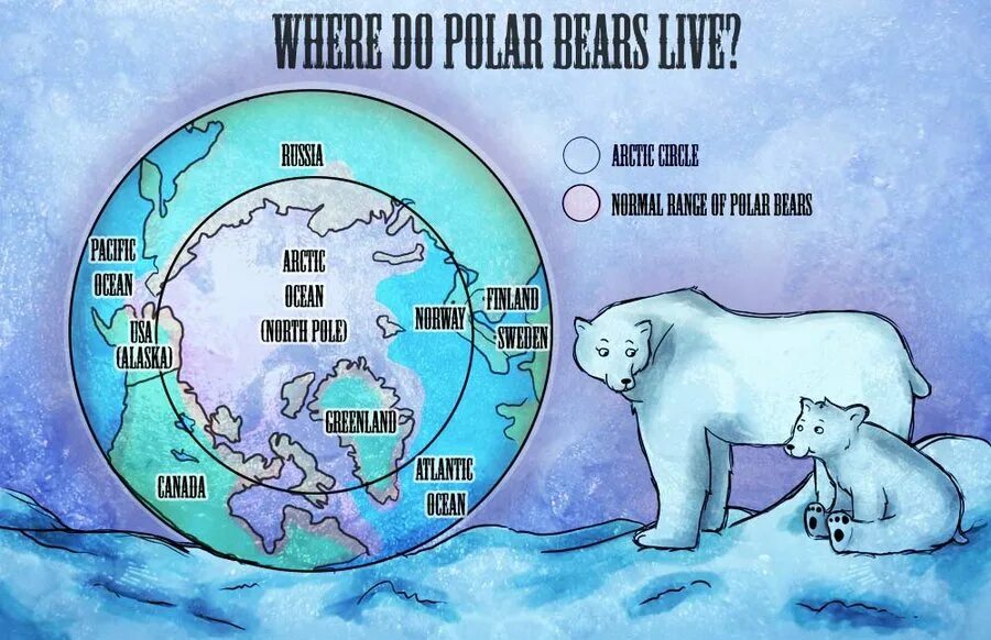 Карти полярного медведя. Polar Bears Live. Where Polar Bears Live. Where do Polar Bears Live. Where bears live