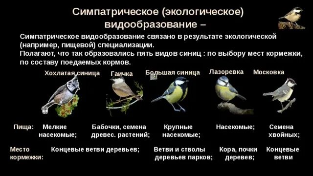 Образуй разные формы синица. Примеры биологического видообразования. видообразование синиц. симпатрическое видообразование формы. экологическое видообразование примеры.