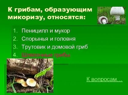 Функция гриба в микоризе