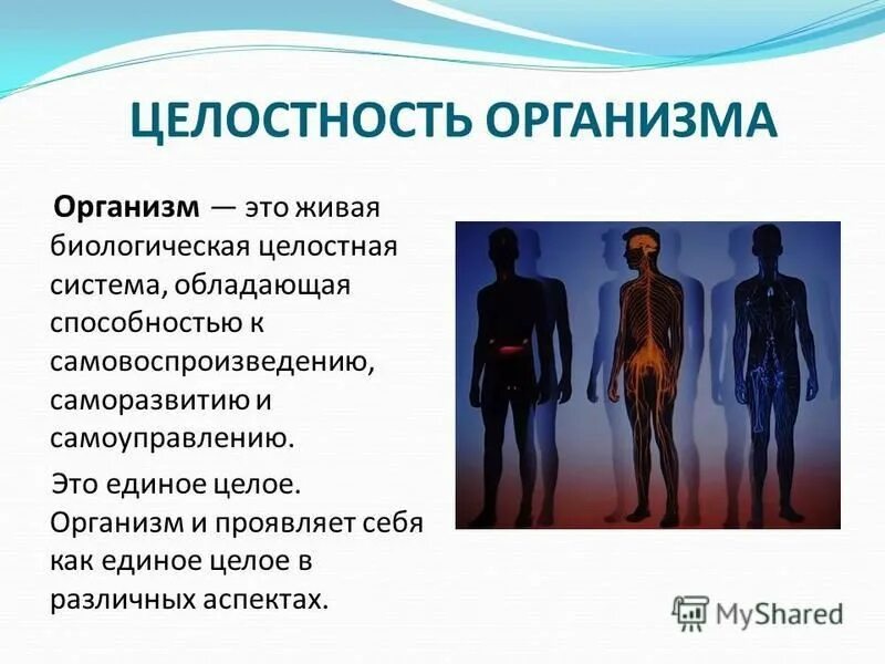 Продолжительность существования в организме человека без лечения