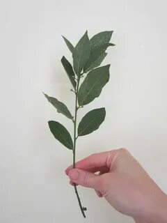 Размножение лаврового листа