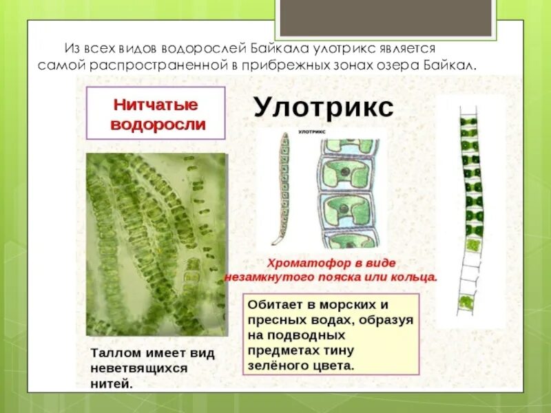 Улотрикс среда обитания