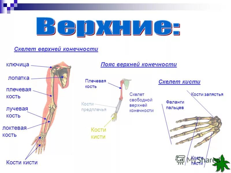 Тема скелет конечностей