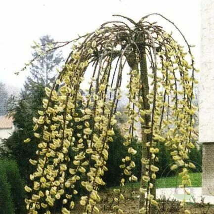 ИВА - Ива козья Pendula