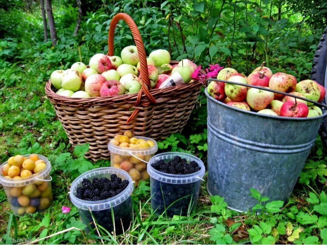 Урожай московская область. Ведро яблок. Яблоки в саду. Фрукты и ягоды в саду. Сад с фруктами.