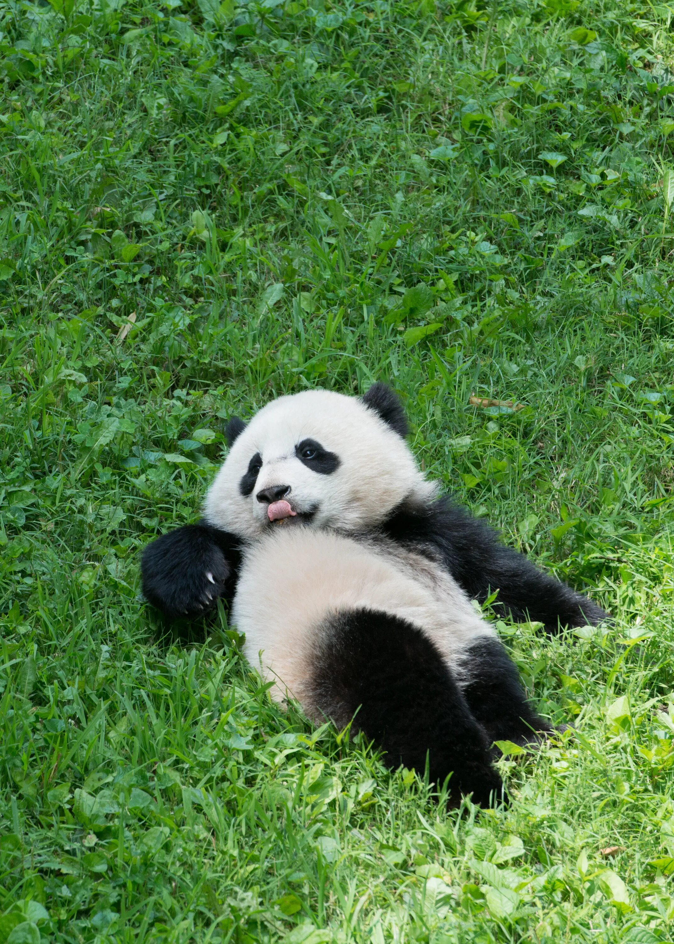 Включи новую панду. Панди панди. Маленькие панды. Смешная Панда. Гигантская Панда.