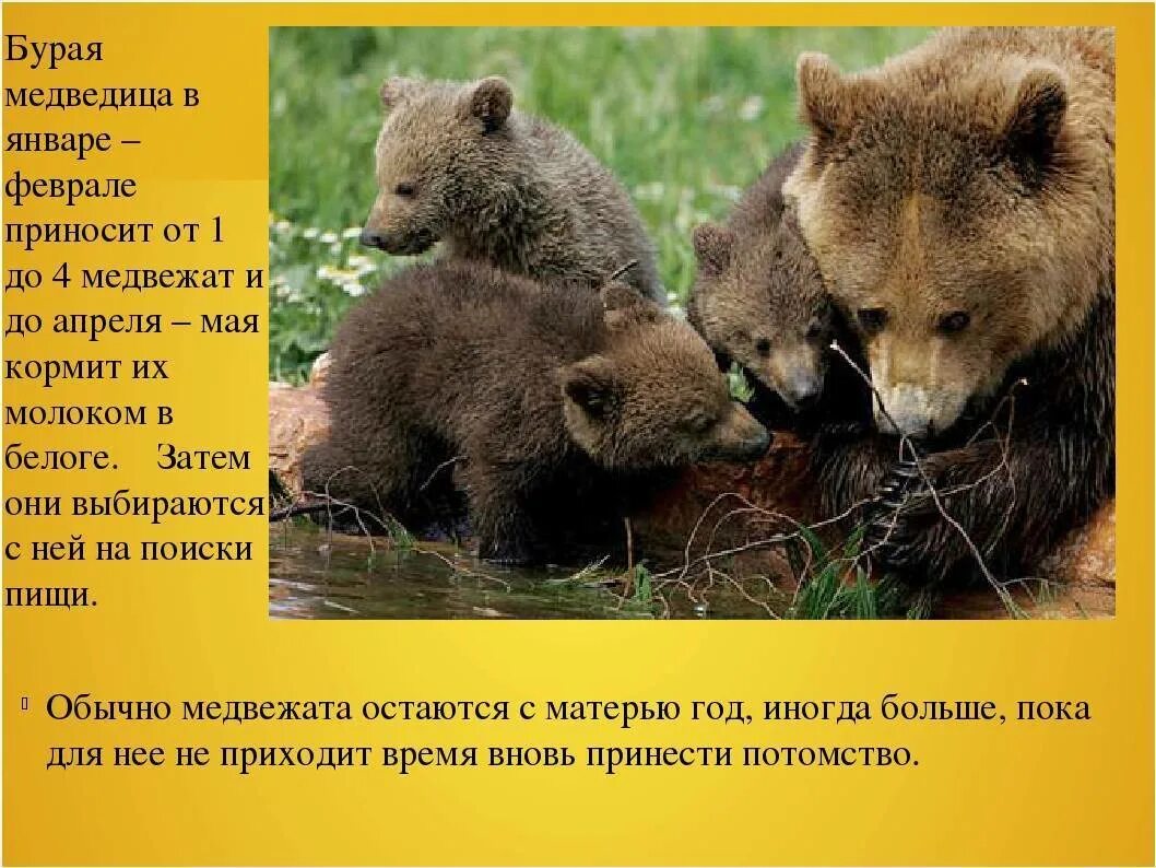 Какой тип развития для медведицы. Размножение медведей. Бурый медведь размножение. Описание медведя. Детеныш бурого медведя.