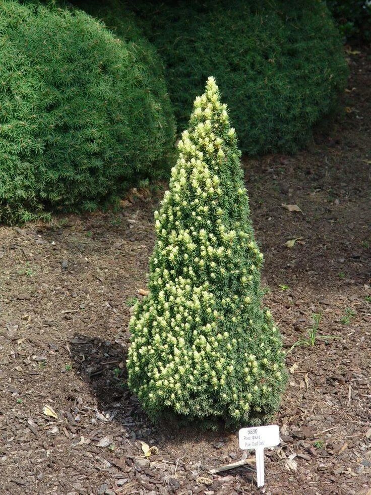 Ель сизая/канадская glauca conica. Picea glauca. Ель канадская conica. Ель сизая/канадская (picea glauca rainbow's end. Picea glauca.