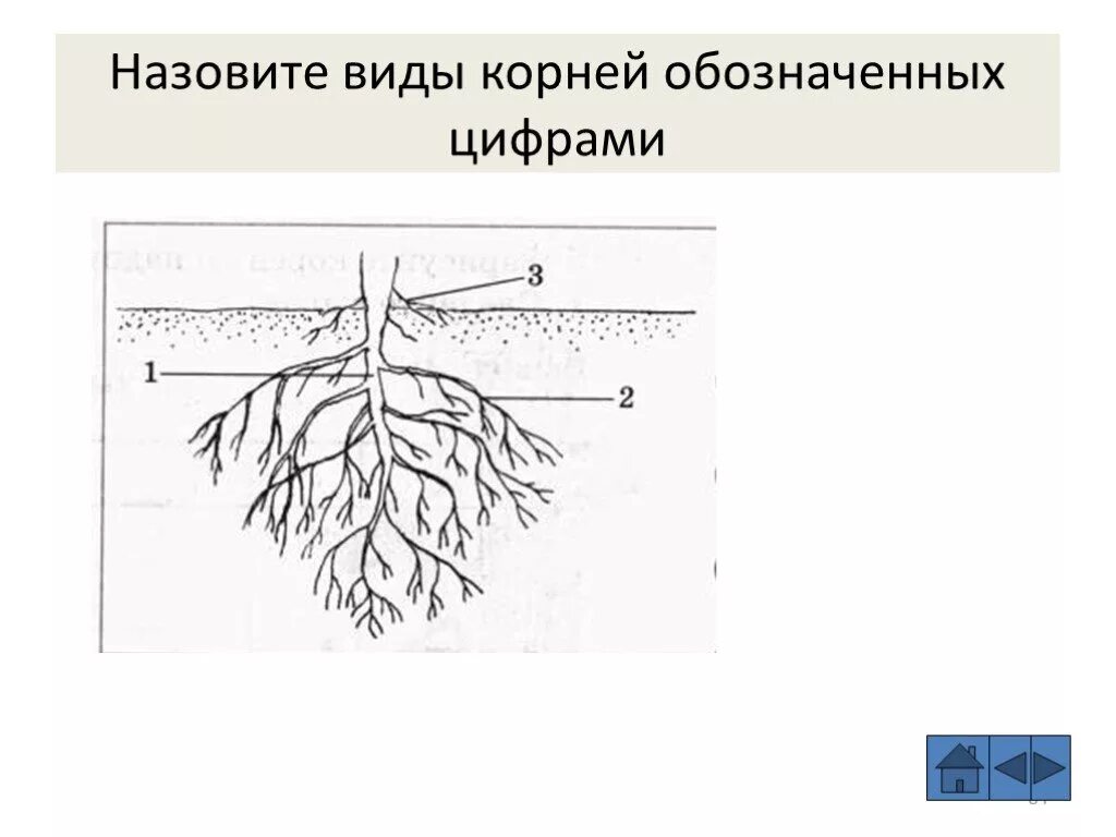 Боковой главный придаточный корневой