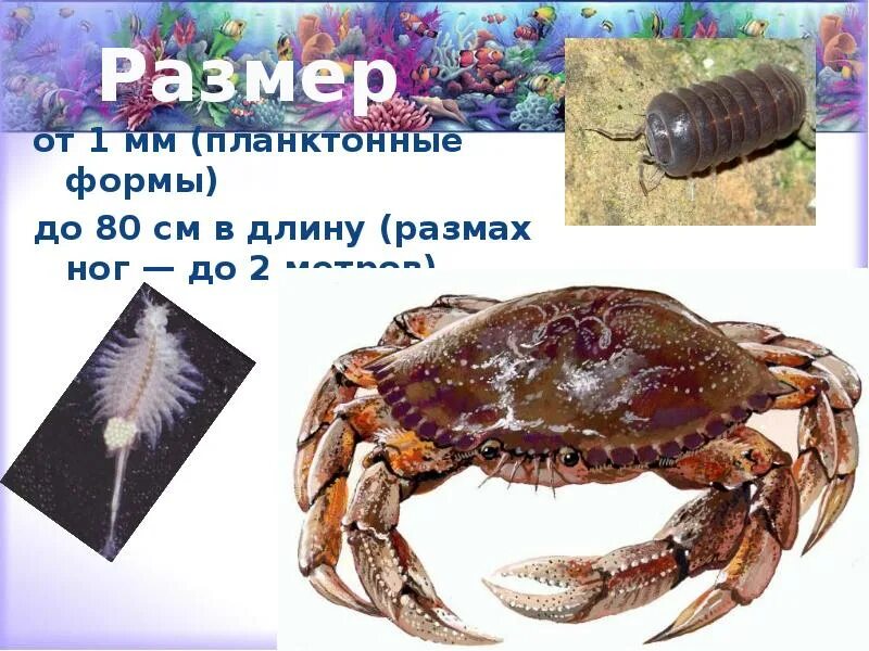 Членистоногие размеры. Размеры членистоногих. ракообразные представители фото с названиями. ракообразные от 1 миллиметра.