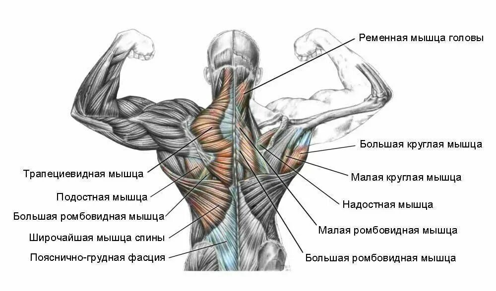 Группы мышц спины анатомия. Мышцы спины человека анатомия и функции. Широчайшие трапециевидные и ромбовидные мышцы спины. Мышцы спины анатомия упражнения. Части поясницы