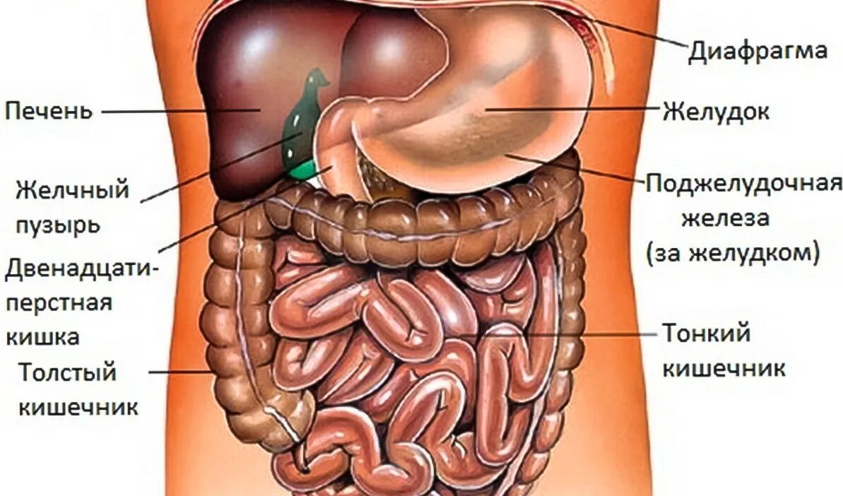Расположение внутренних органов человека в брюшной полости женщины. Схема расположения органов брюшной полости у женщин. Строение внутренних органов женщины брюшная полость. Строение человека внутренние органы мужчины брюшной полости. Области жкт