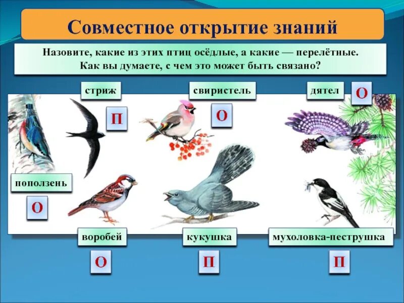 Оседлые птицы свиристель. Оседлые птицы 3 класс окружающий мир. Оседлые птицы это какие птицы. Свиристель Перелетная птица.