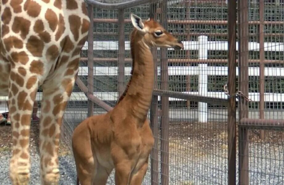 Сколько детенышей жирафа родилось за 2 года. Жираф с жирафенком. Пятнистый Жираф. Редкий Жираф. Коричневый Жираф.