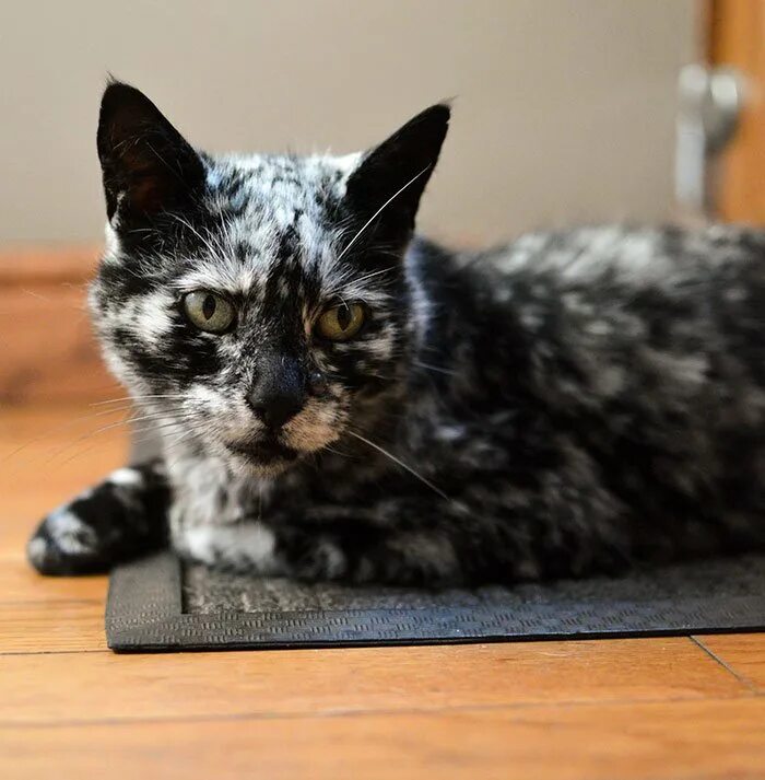 Почему коты странные. Кот скрэппи мраморный. необычные коты. необычные окраски кошек. необычные домашние кошки.
