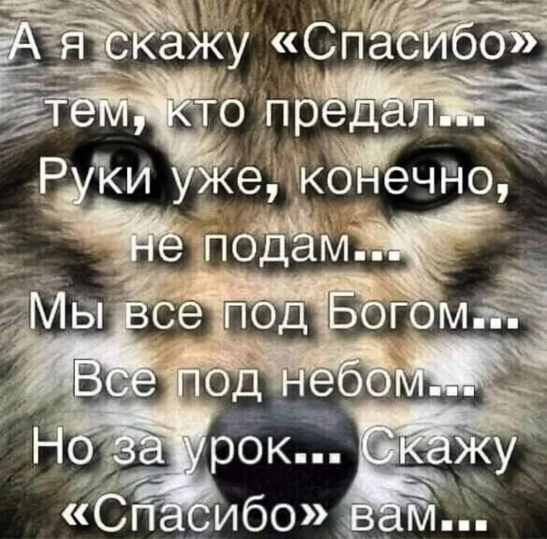 Спасибо за все цитаты. Спасибо вам за жизненный урок. Спасибо за жизненный урок. Благодарю статусы. Благодарить за плохое