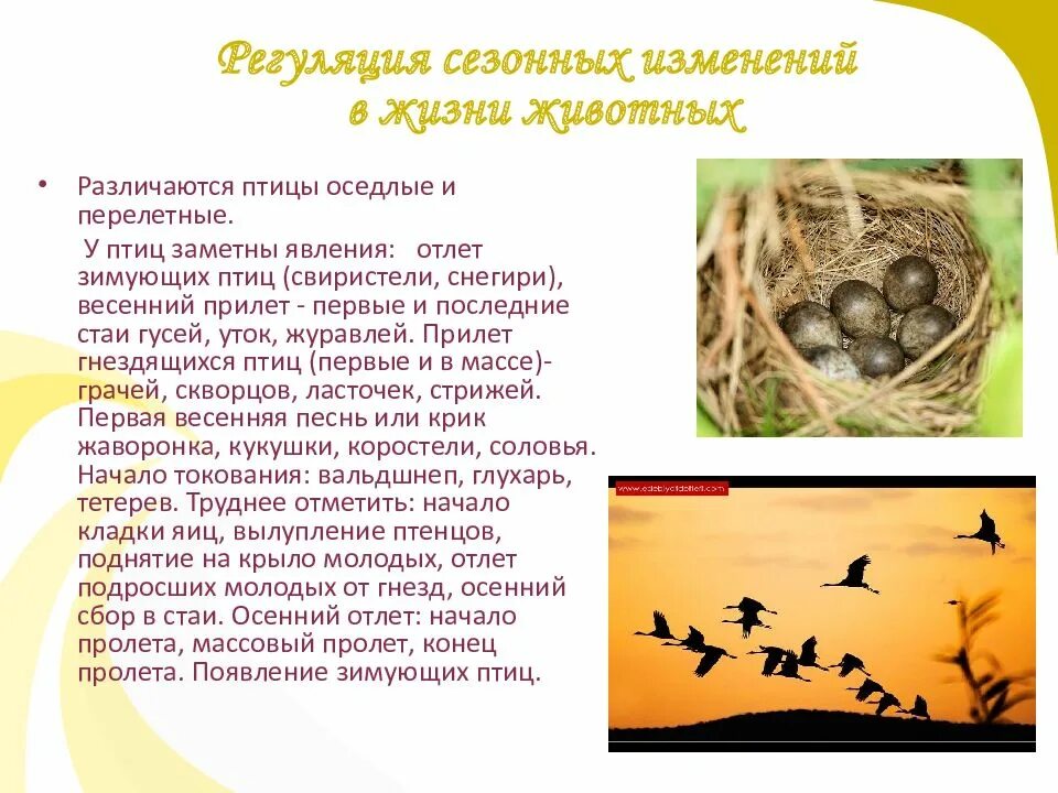 Явления животных