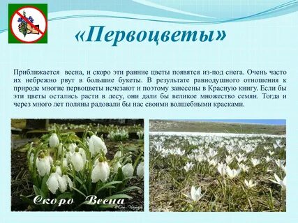 Первоцветы книги