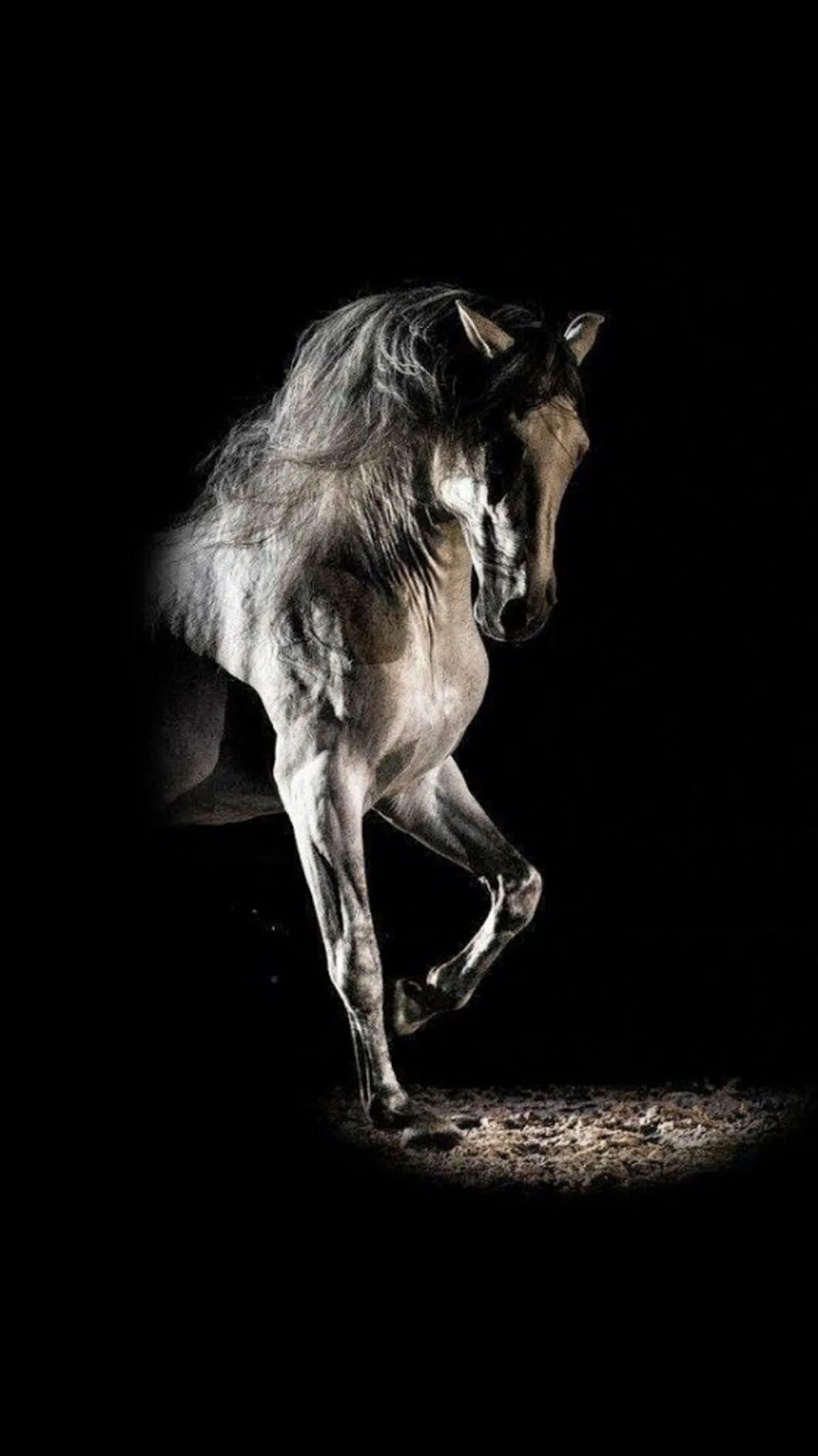 Лошадь на черном фоне. Черный конь. Красивые лошади. Конь на черном фоне.