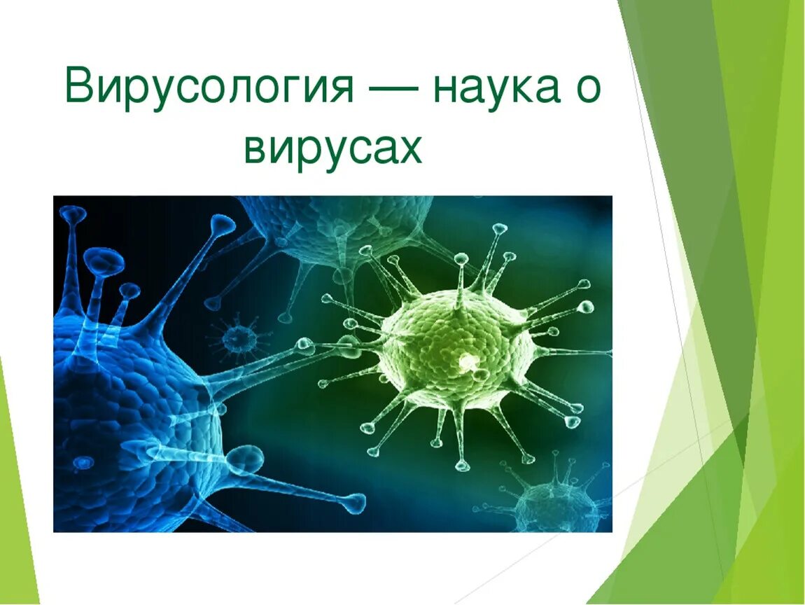 Вирусология. Вирусология вирусы. Биология тема вирусы. Вирусология это наука. Биология 8 вирусы