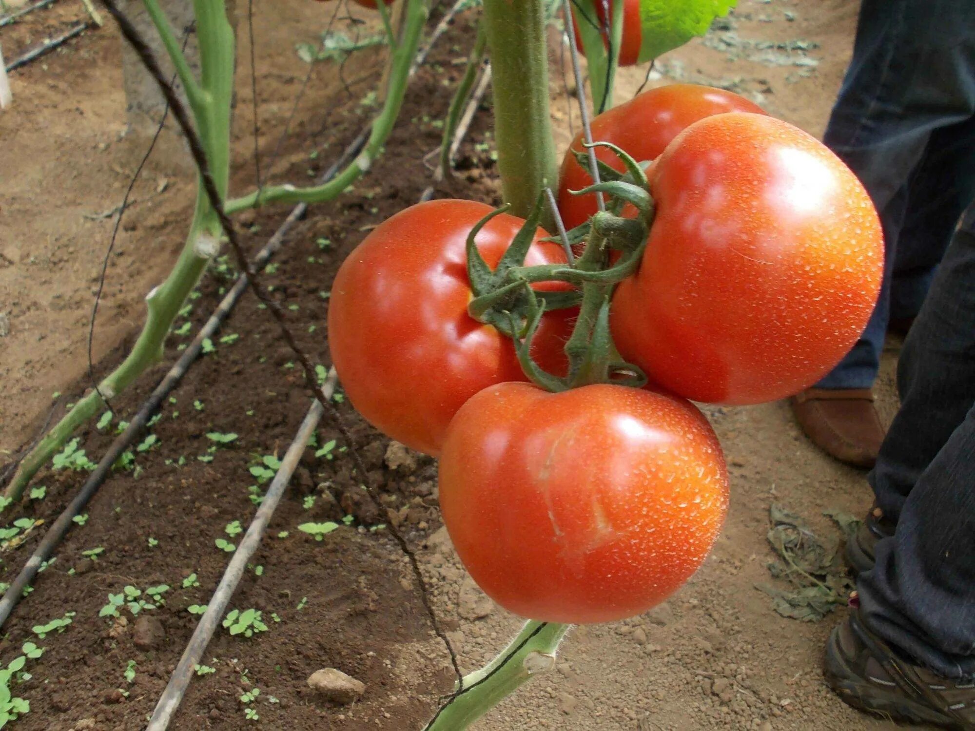 Сорт томатов оля f1 отзывы. Помидоры Оля f1. Помидоры сорт Оля f1. Томат Оля f1 Ильинична.